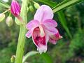 Water Balsam